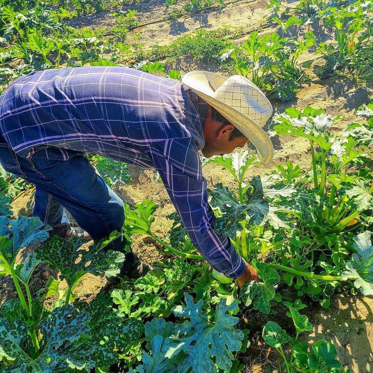 CV Harvest Box (Changes Weekly!)