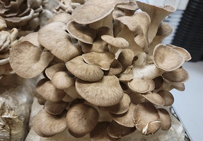 Canyon Creek - Black King Oyster Mushrooms