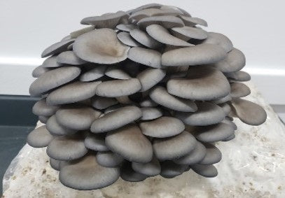 Canyon Creek - Blue Oyster Mushrooms
