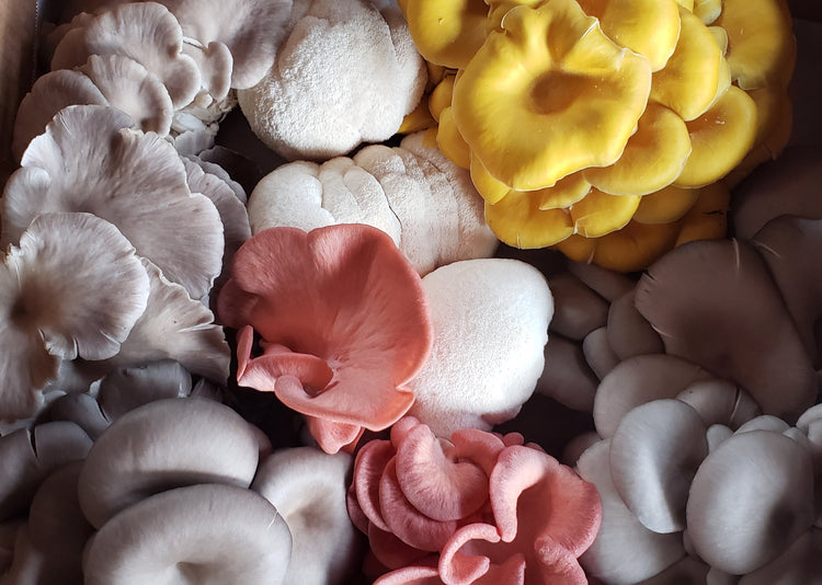 Canyon Creek - Organic Mixed Oyster Mushrooms