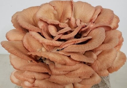 Canyon Creek - Pink Oyster Mushrooms